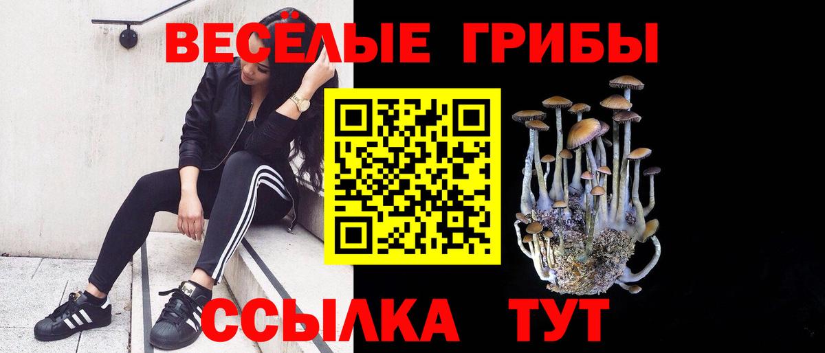 Псилоцибиновые грибы Cubensis Торжок